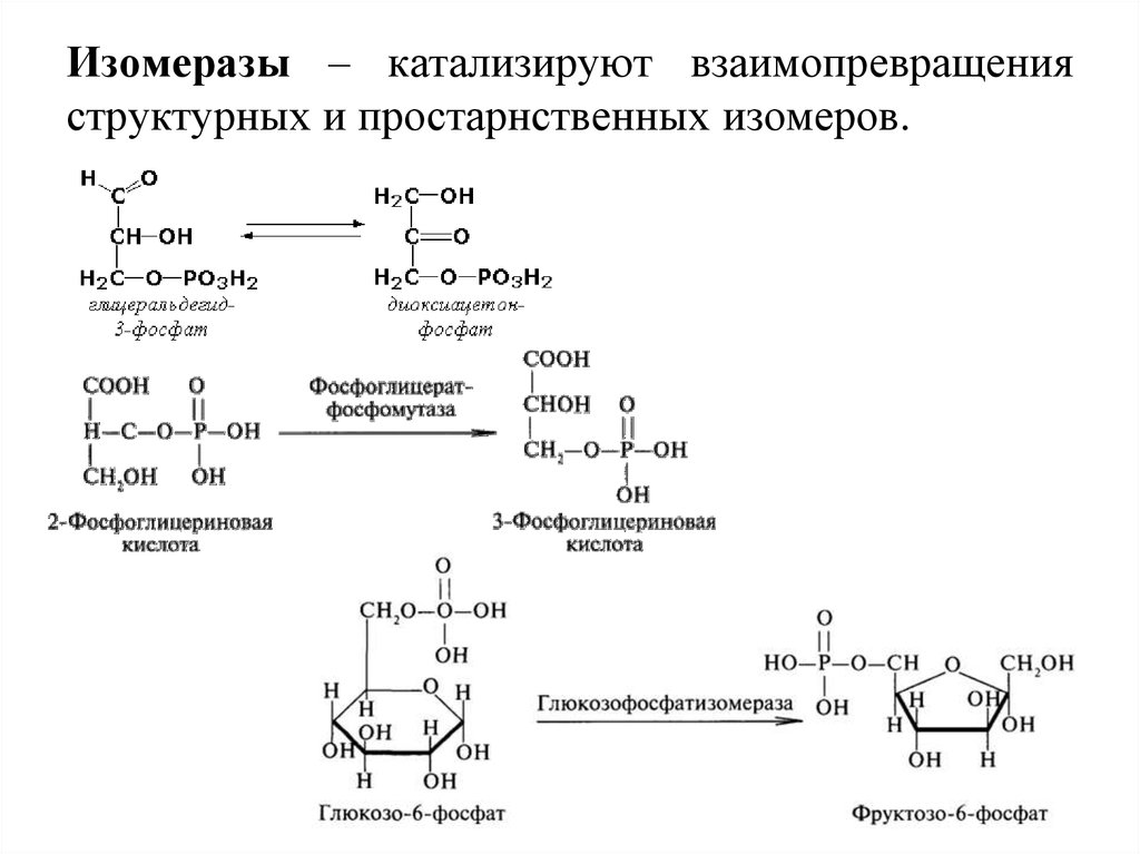 Ферменты примеры реакций. Изомеразы Тип катализируемой реакции. Изомеразы характеристика катализируемой реакции. Изомеразы ферменты. Изомеразы примеры ферментов.