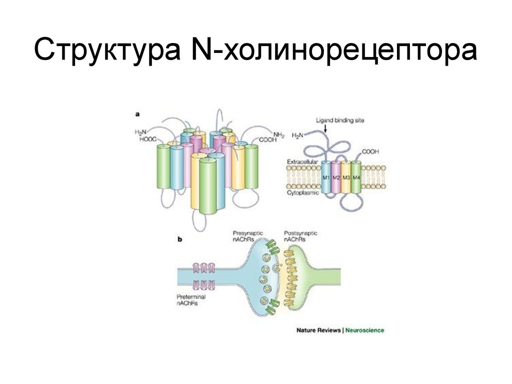 Структура n. Строение рецептора ацетилхолина. Строение ацетилхолиновых рецепторов. Структура н холинорецепторов. Строение мускаринового холинорецептора.