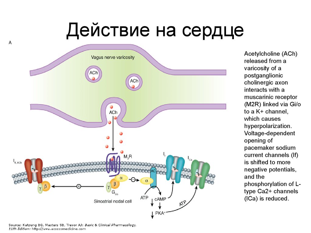 Ацетилхолин сердце сокращение