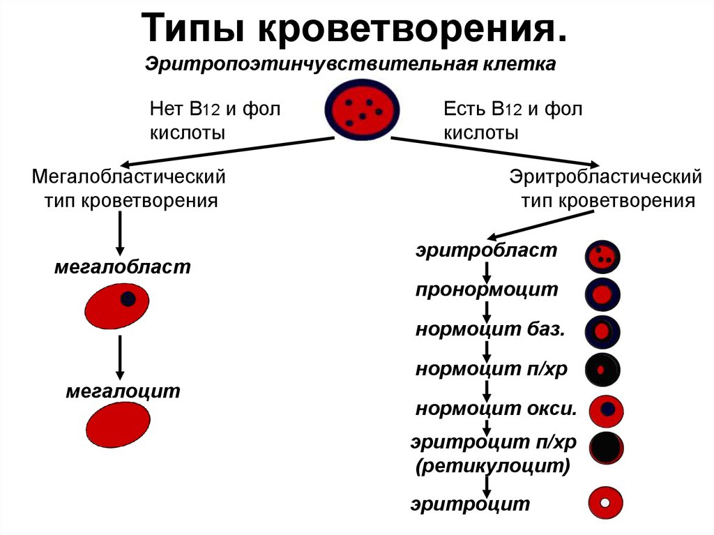 Созревание клеток костного мозга. Эритробластический Тип кроветворения. Эритробластический нормобластический Тип кроветворения. Нормобластический Тип кроветворения схема. Эритропоэз схема кроветворения.