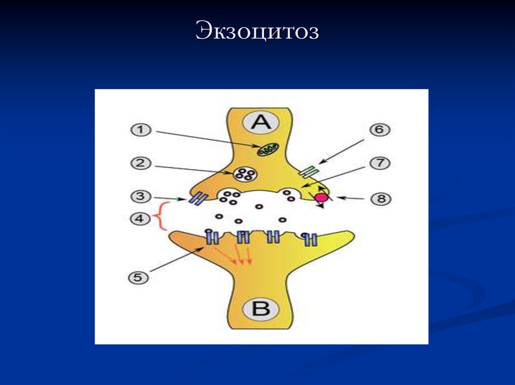 4 везикула. Везикула это в биологии. Везикулярные образования. Везикулярная жидкость.