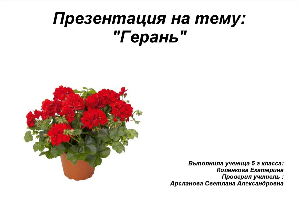 Из какой страны пришла пеларгония. Презентация на тему герань. Проект герань-комнатное растение.