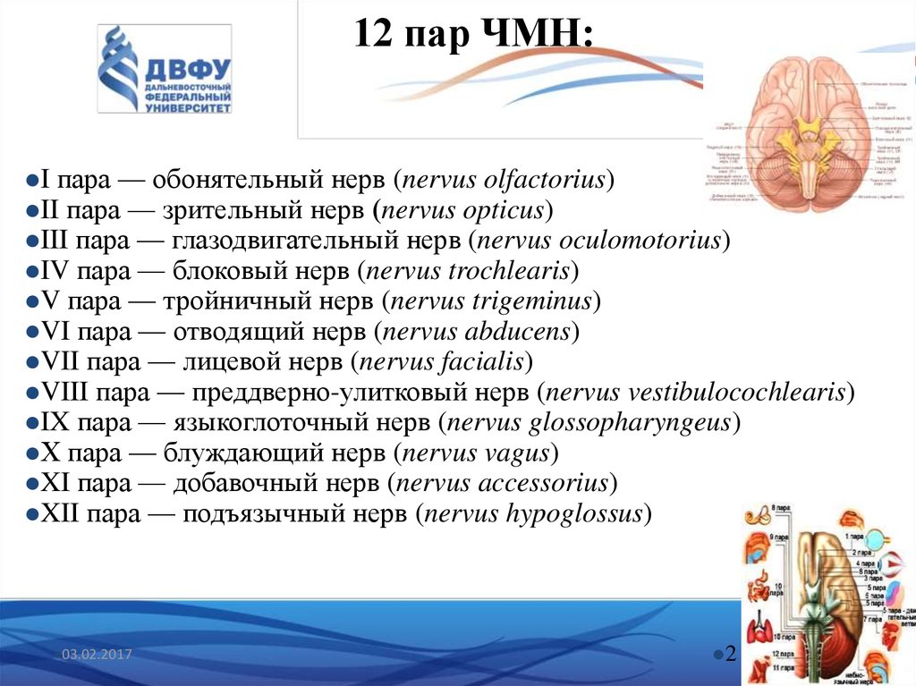 Черепные нервы волокна. 12 Пар ЧМН таблица на латыни. 12 Пар черепно мозговых нервов анатомия. 12 Пар черепно мозговых нервов таблица латынь. 12 Пар ЧМН неврология.