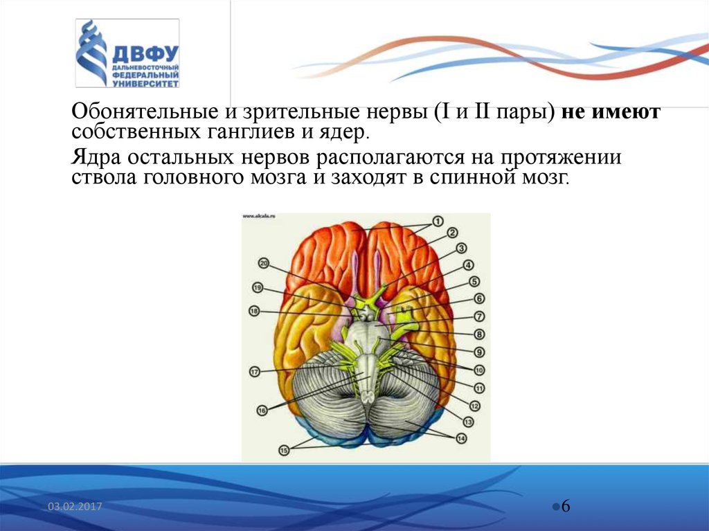 Обонятельное ядро. Расположение ядер обонятельного нерва. Расположение ядер зрительного нерва. Обонятельный нерв строение ядра. Обонятельный черепно-мозговой нерв.