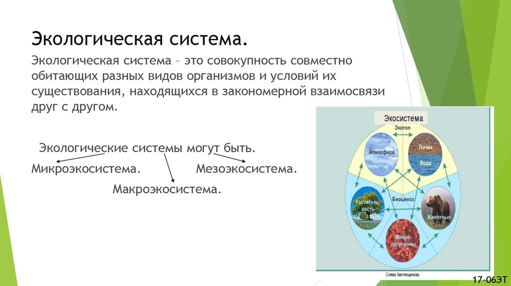 Экосистемой можно считать. Структура экосистемы схема. Структура экосистемы биология. Экологическая структура биогеоценоза. Экосистема структура экосистемы.