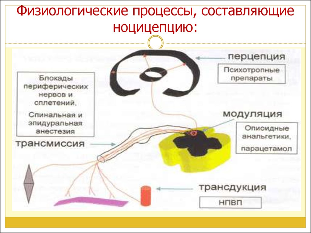 Физиологические процессы в организме. Физиологические процессы. Амфибиологический процесс. Физиологические процессы в организме человека. Физиологические процессы примеры.