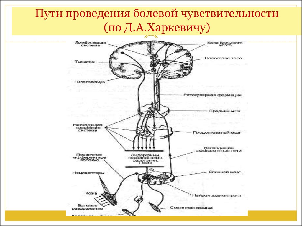 Путь проведения. Схема проводящих путей болевой чувствительности. Пути проведения болевой чувствительности схема. Путь проведения болевой и температурной чувствительности. Проводниковый путь болевой чувствительности.