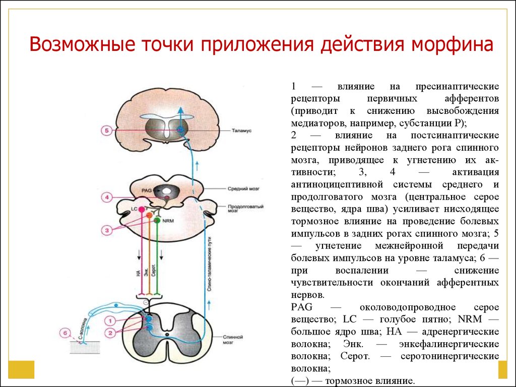 Точка действия. Схема действия морфина. Точки приложения действия морфина. Основные точки приложения действия морфина гидрохлорида. Точки приложения действия парацетамола.