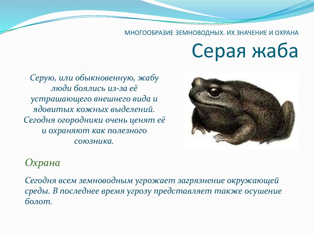 Разнообразие земноводных 7 класс. Многообразие земноводных. Разнообразие земноводных виды. Презентация на тему земноводных. Разнообразие современных земноводных.