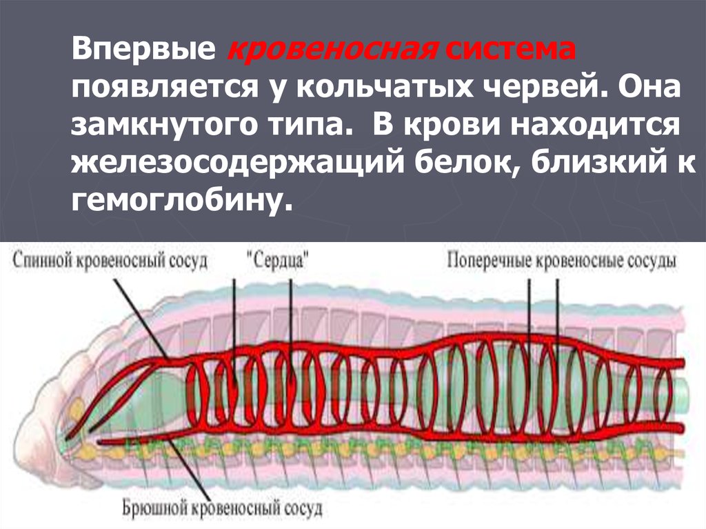 У каких животных впервые появилась. Кровеносная система кольчецов. Кровеносная система кольчатого червя. Строение кровеносной системы кольчатых червей. Тип кровеносной системы у кольчатых червей.