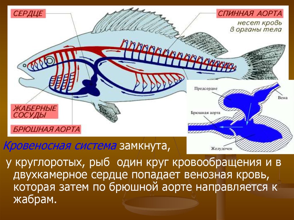 Окунь круги кровообращения. Кровеносная система рыбы один круг кровообращения. Кровеносная система рыб у рыб 1 круг. Кровеносная система круглоротых схема. У рыб двухкамерное сердце и один круг кровообращения.