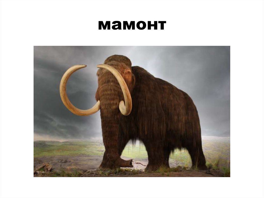 мамонт