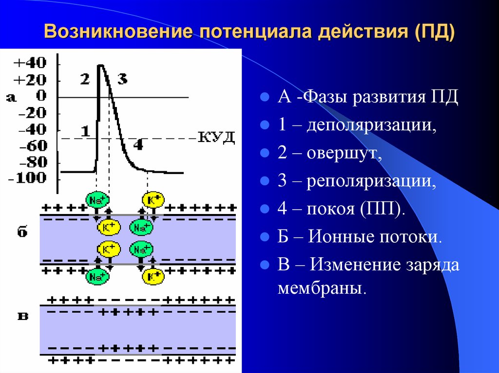 Потенциал действия это ответ. Механизм потенциала действия физиология. Механизм образования потенциала действия. Потенциал действия фазы и механизмы потенциала действия.