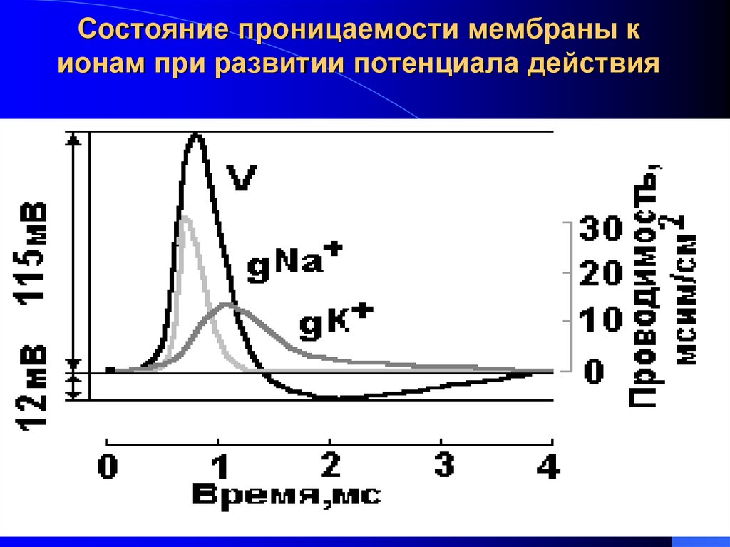 Проницаемость мембраны. Проницаемость мембраны для ионов. Мембранная теория потенциала действия. Динамика изменений проницаемости мембраны. Графики проницаемости ионов и потенциал действия.