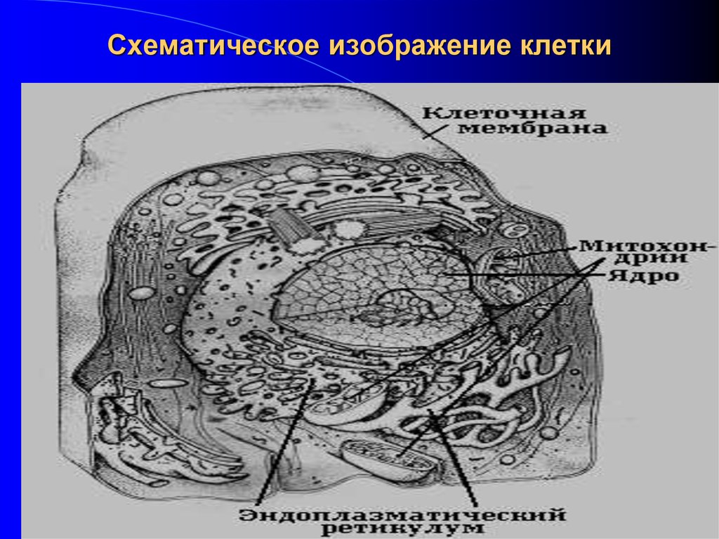 Схематическое изображение клетки. Схематичное изображение клетки. Схематическое изображение клетки физиология.