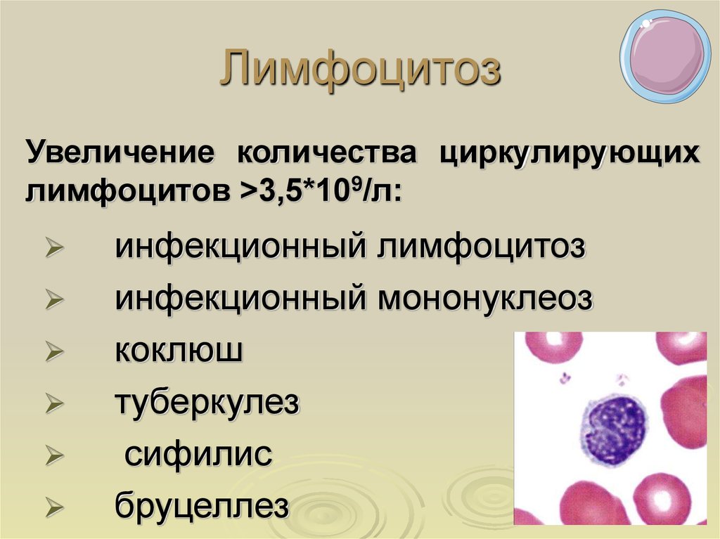 Повышены абсолютные лимфоциты крови