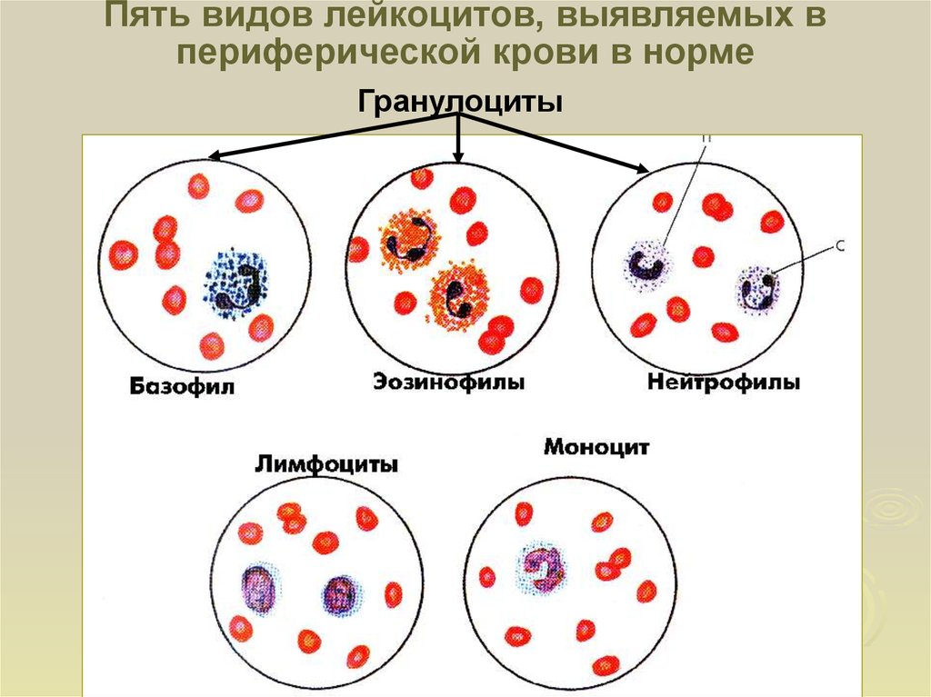 Лейкоцитоз показатели. 5 Типов лейкоцитов. Лимфоциты периферической крови. Пять видов лейкоцитов. Лейкоциты периферической крови.
