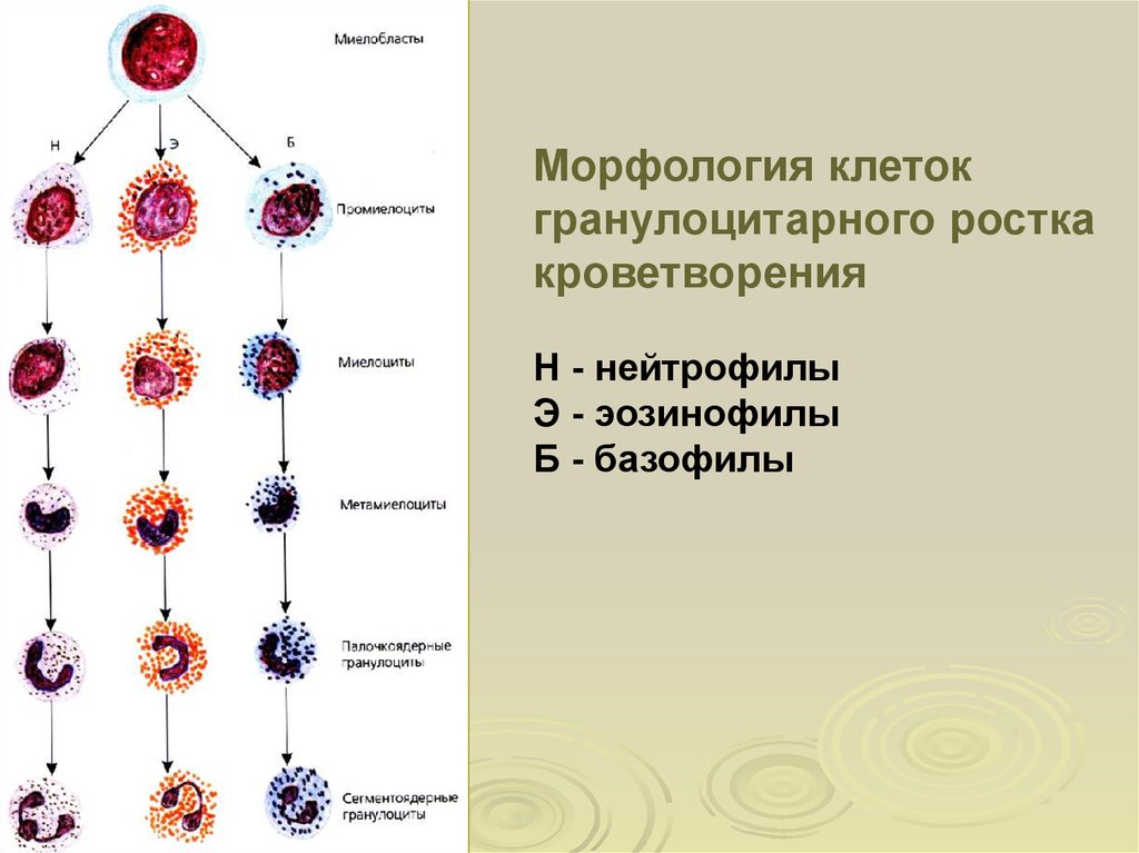 Ряд клеток. Морфология клеток гранулоцитарного ростка. Схема кроветворения с гранулоцитами. Гранулоцитарный Росток кроветворения. Гранулоцитарного ростка кроветворения.