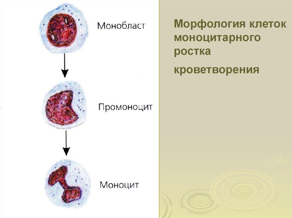 Ряд клеток. Моноцитарный Росток кроветворения. Моноцитарный дифферон. Лимфоидный Росток кроветворения. Морфология клеток моноцитарного ряда.