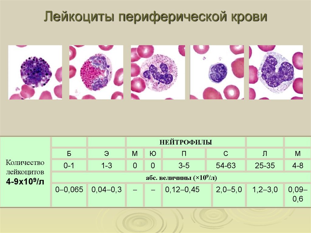 Количество лейкоцитов в крови у мужчин