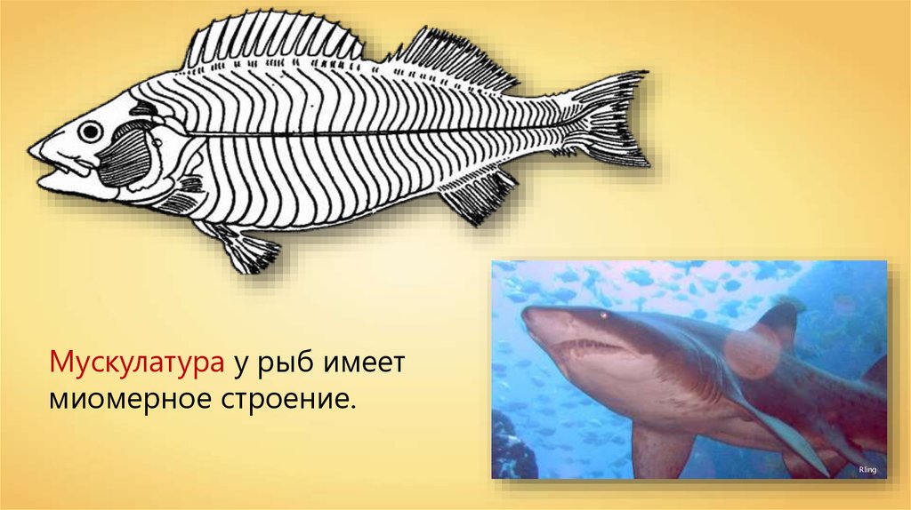 Русский 7 класс рыба. Хрящевые рыбы. Мускулатура рыб. Мускулатура рыб 7 класс. Класс костные рыбы мускулатура.