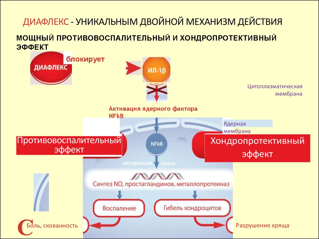 Хондропротекторы действие