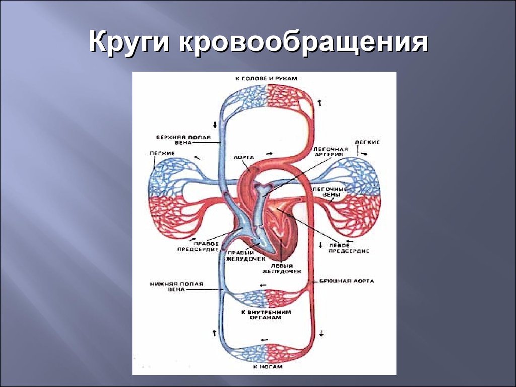 Кровообращения передней. Строение сердца кровообращение. Анатомия сердца и круги кровообращения. Анатомия сердца человека и круги кровообращения. Схема строения сердца и кругов кровообращения.