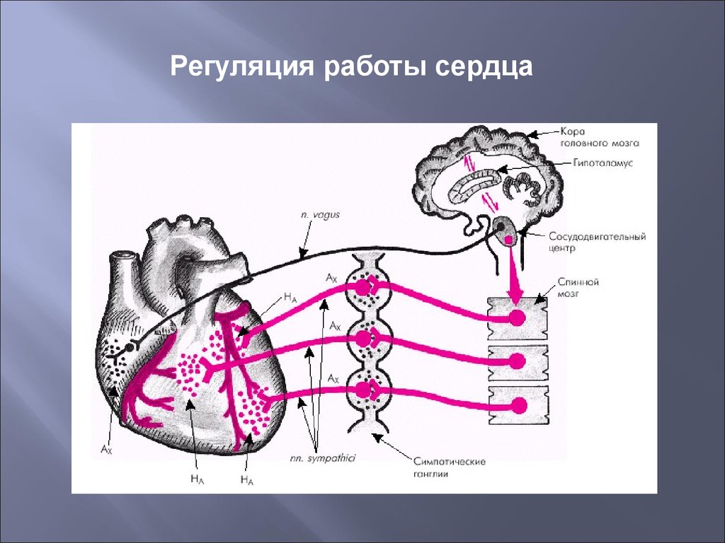 Парасимпатическая иннервация сердца. Центр симпатической иннервации сердца. Вегетативная иннервация сердца схема. Механизмы регуляции сердца физиология. Иннервация сердца физиология схема.