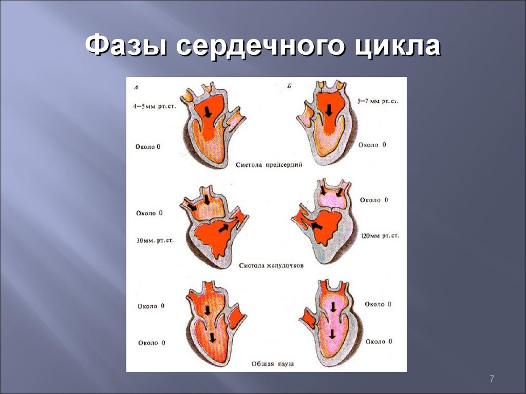 Сокращение предсердий в сердечном цикле. Фаза систолы предсердий клапаны. Фазы сердечного цикла физиология. Фазы сердечной деятельности схема. Фазы сердечного цикла таблица анатомия.