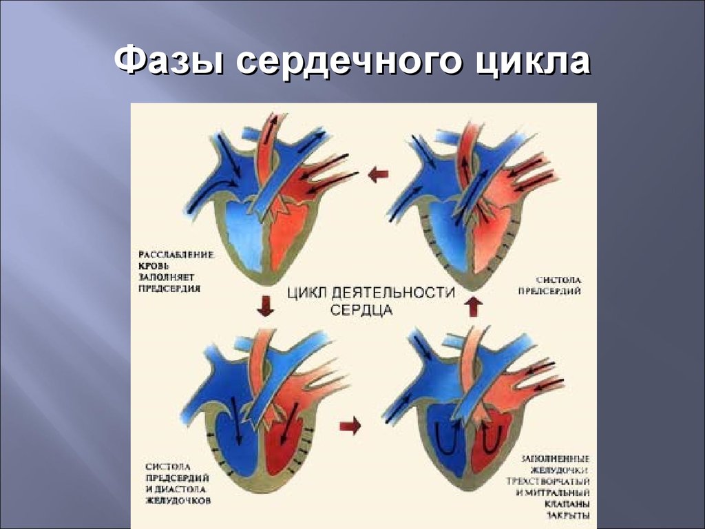 Сокращение предсердий в сердечном цикле. Фазы деятельности сердца физиология. Фаза систолы предсердий. Фаза цикла систола предсердий. Схема сердечного цикла.