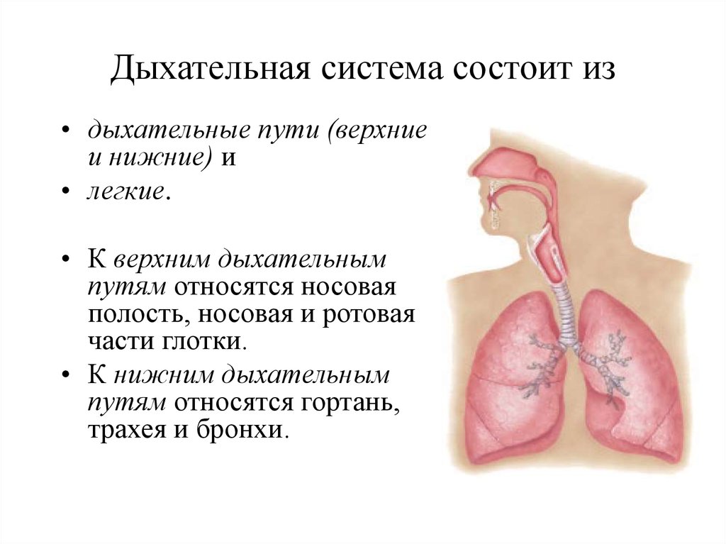 Легкие значение кратко. Система органов дыхания состоит из. Дыхательная система: Верхние и нижние дыхательные пути, легкие.. Таблица нижние дыхательные пути. Верхние дыхательные пути,нижние,дыхательные части.