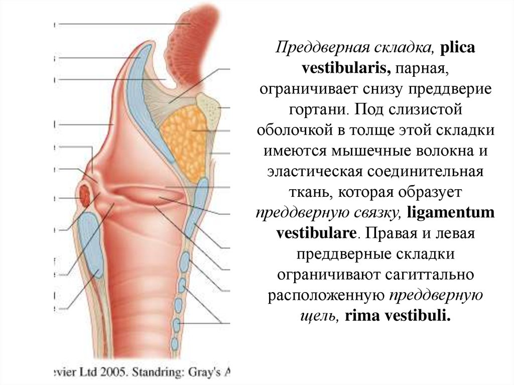 Преддверие гортани ограничено