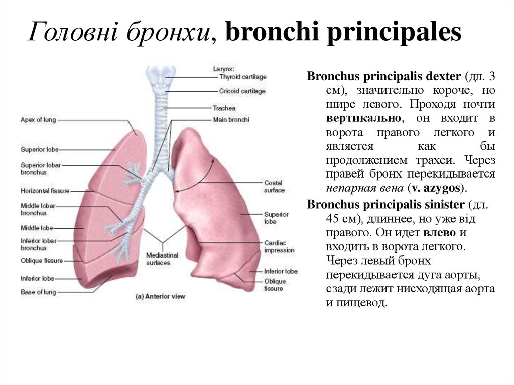 Бронхи на латыни. Bronchus principalis Sinister анатомия. Правый главный бронх (bronchus principalis Dexter). Бронхи анатомия латынь. Бронхи правый и левый.