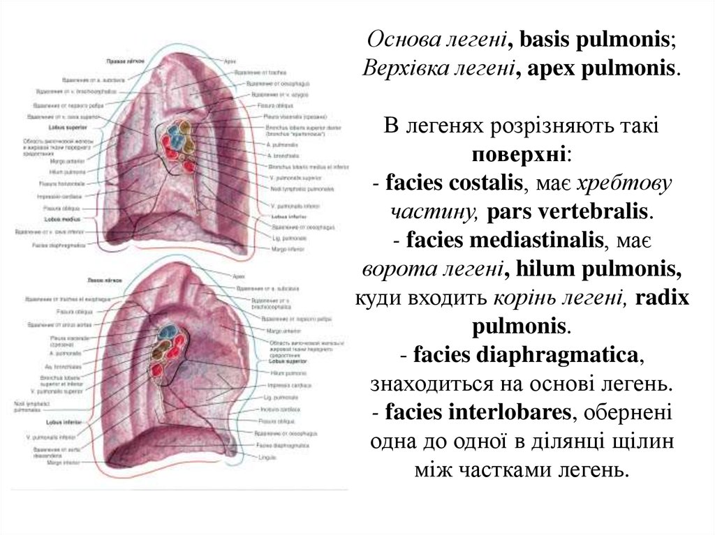 Pars перевод с латинского. Ворота легкого – hilum pulmonis. Acinus pulmonis. Ворота легкого анатомия латынь. Ворота лёгкого латынь.