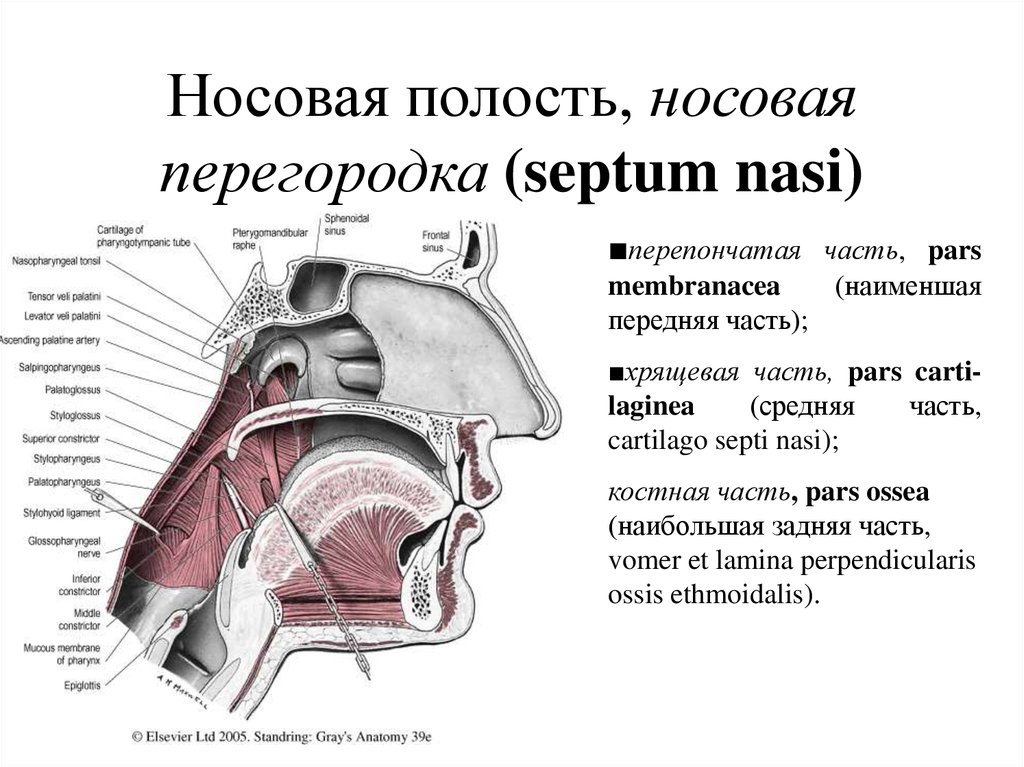 Область носа строение