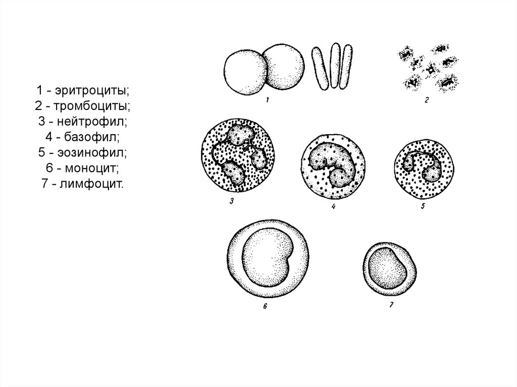 Рисунок эритроцита. Эритроциты рисунок. Тромбоциты рисунок. Лейкоциты схематичный рисунок. Эритроциты и тромбоциты.