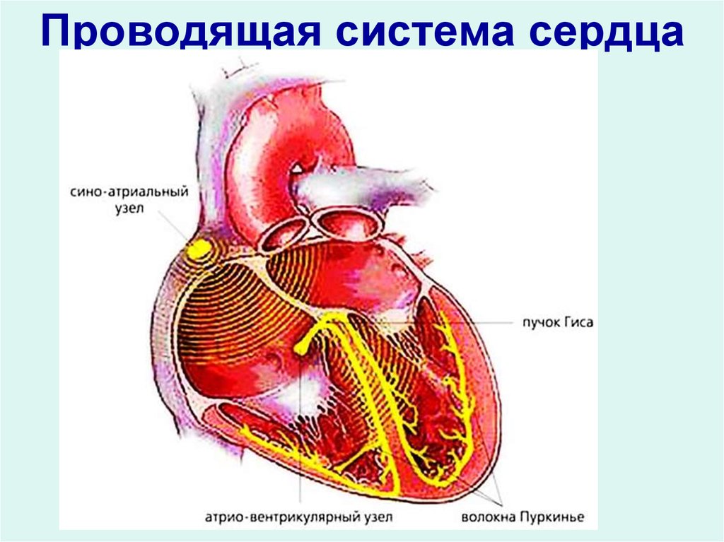 Проводящая система сердца