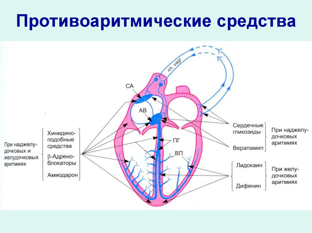 Механизм действия антиаритмических препаратов. Локализация действия антиаритмических средств. Механизм действия антиаритмических средств. Точки приложения антиаритмических препаратов. Проводящая система сердца.