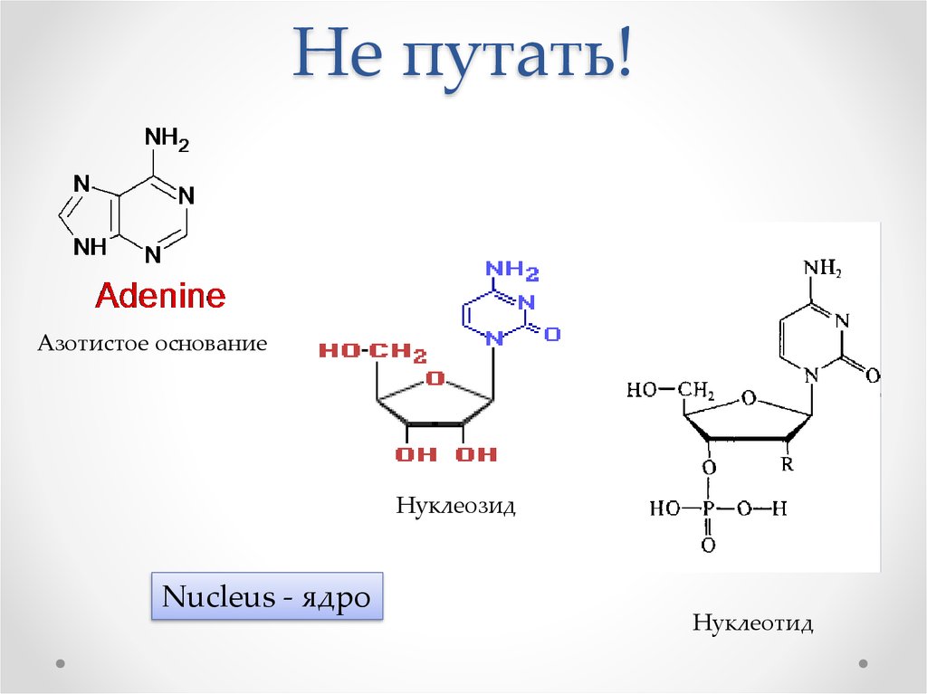 Нуклеотиды молекул днк содержат азотистые основания