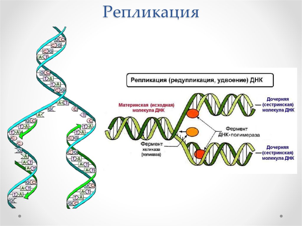 Какая молекула днк в ядре. Репликация схема биология. Схема репликации молекулы ДНК по биологии. Схема редупликации ДНК. Репликация ДНК таблица.