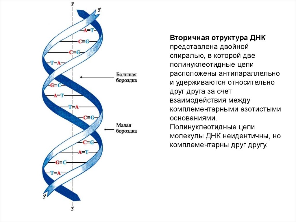 Структура днк связи. Вторичная структура молекулы ДНК. Строение вторичной структуры ДНК. Нуклеиновые кислоты двойная спираль. Вторичная структура ДНК двойная спираль.