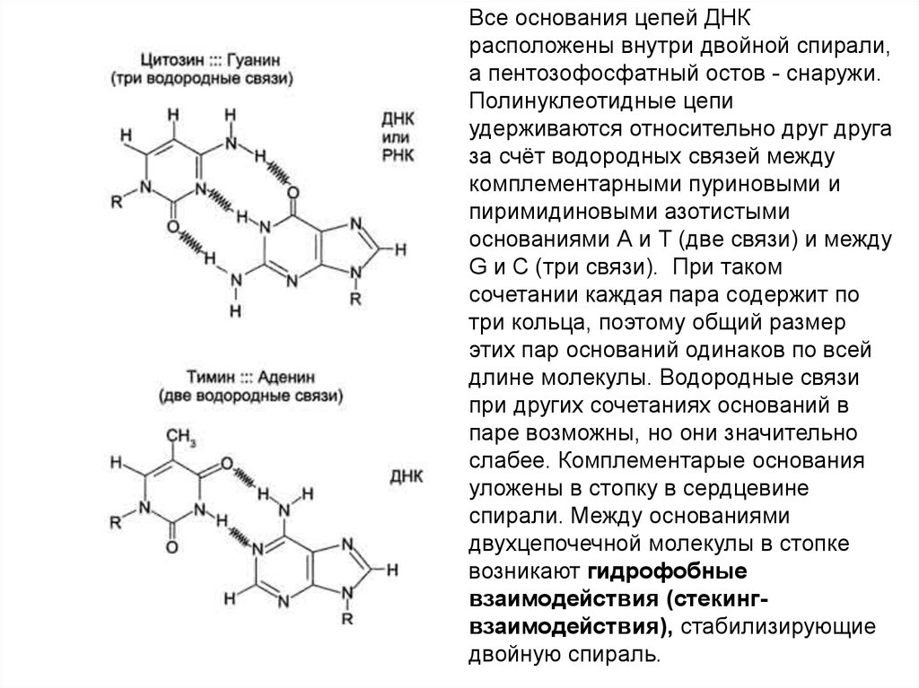 Молекула днк содержит тимин. Полинуклеотидная цепь ДНК. Водородные связи гуанина и цитозина. Между пуриновыми и пиримодиновыми осннованиями водородные связи. Комплементарные пары азотистых оснований в нуклеиновых кислотах.