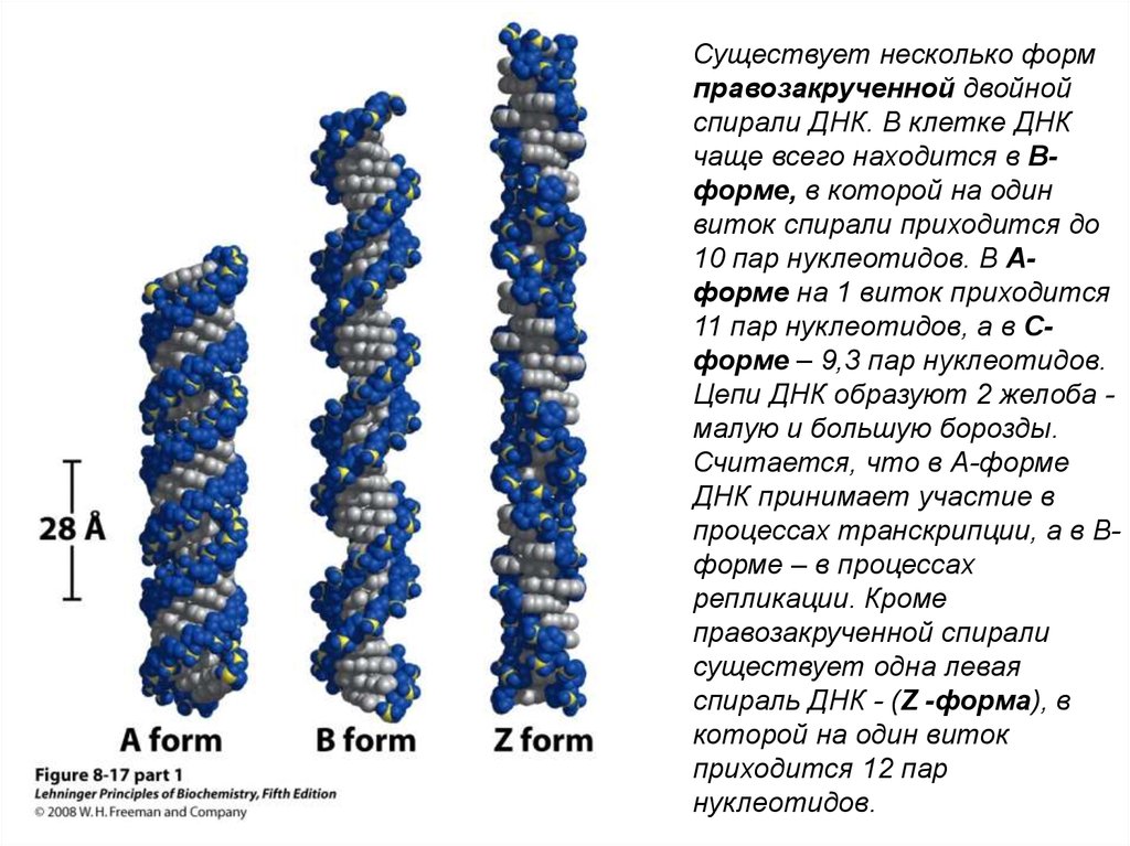 Сколько нуклеотидов в витке днк. Параметры двойной спирали ДНК. Левозакрученная двойная спираль ДНК. Формы спирали ДНК. Левозакрученная z форма ДНК.
