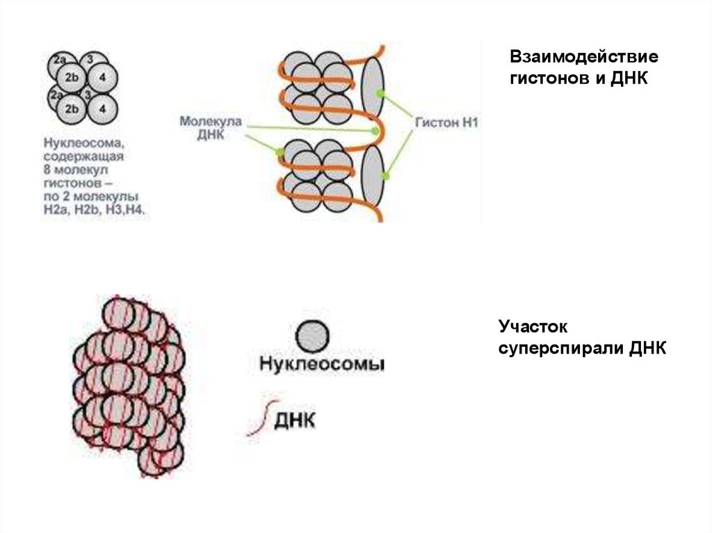 Белок содержит днк. Взаимодействие гистонов и ДНК. Гистоны ДНК. Взаимодействие белков гистонов с ДНК. Взаимодействие ДНК И гистоновых белков приводит к формированию.