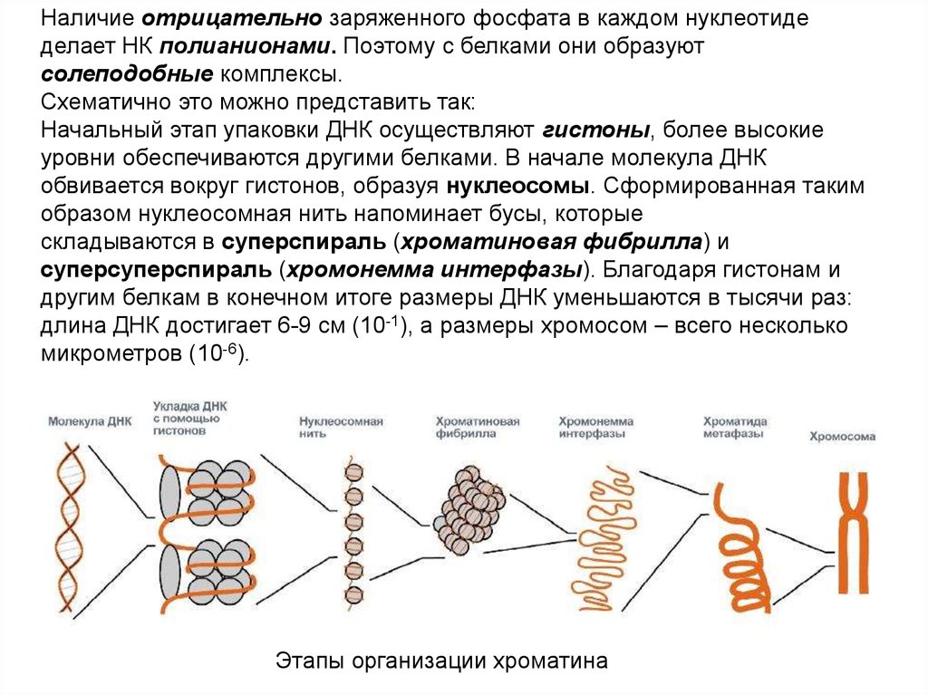 Сколько молекул днк в данной хромосоме. Нуклеопротеидная фибрилла. Уровни упаковки ДНК В хромосоме. Роль гистоновых белков в компактизации ДНК. Этапы упаковки хроматина.