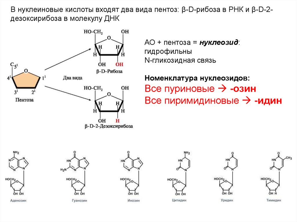 Углеводы в составе нуклеиновых кислот. Связи РНК N-гликозидная. Углевод пентоза РНК. Состав нуклеопротеидов. Нуклеопротеиды биологическая роль.