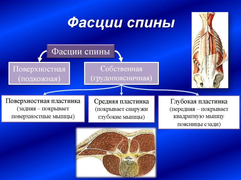 Фасции что это фото