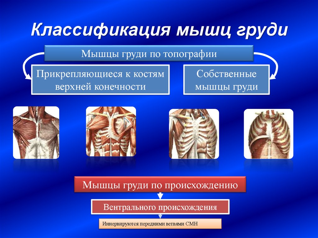 Классификация груди картинка