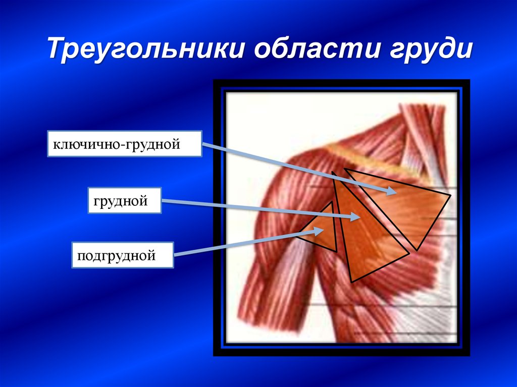 Мышечная впадина