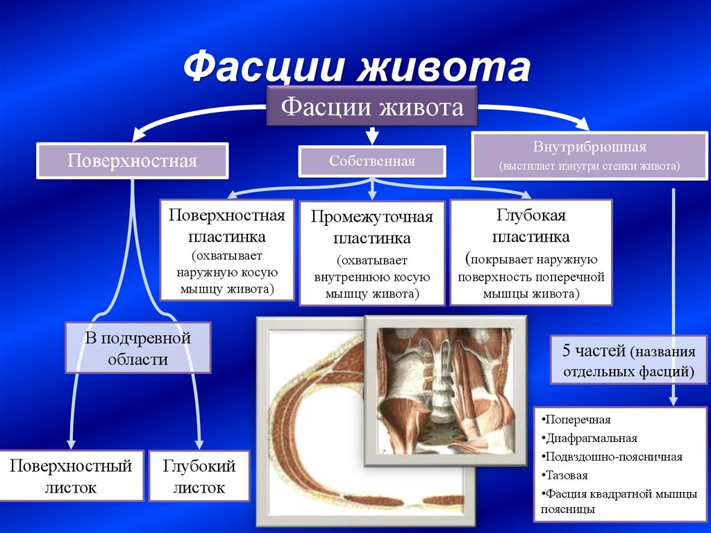 Фасция это. Фасции живота. Собственная фасция живота. Фасции и топографические образования живота. Мышцы и фасции живота.